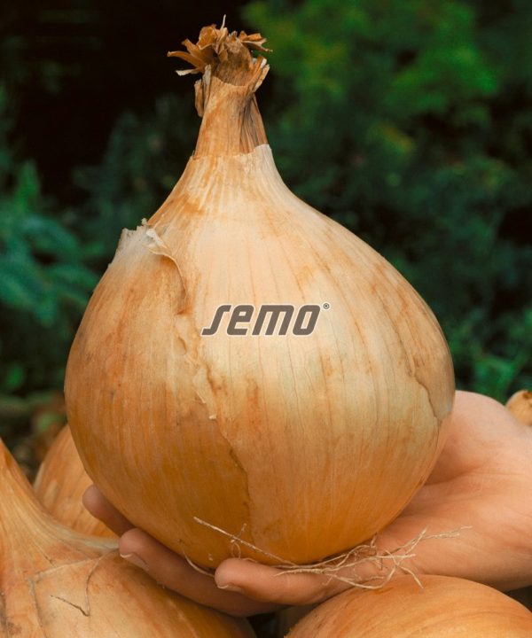 Cibuľa jarná Globo 1 g SEMO - Image 2