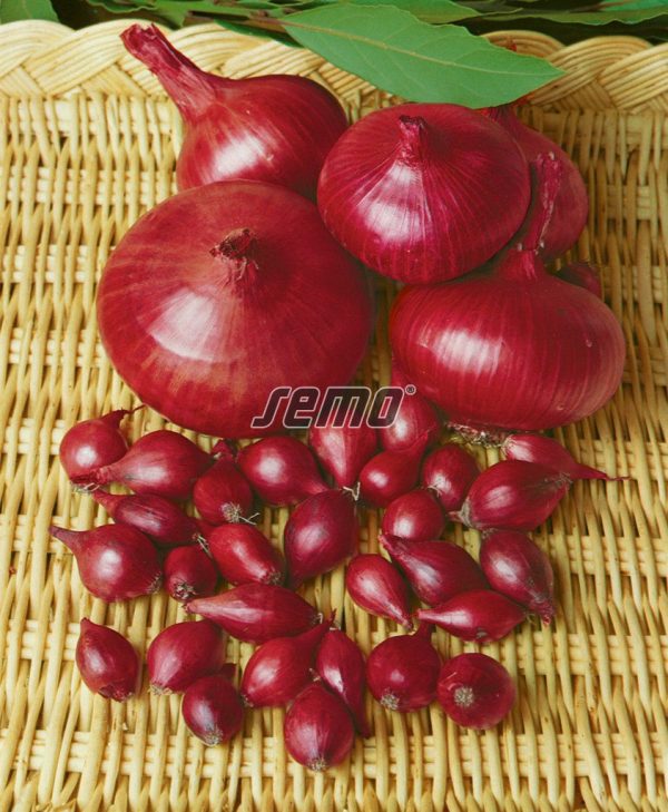 Cibuľa červená Karmen 2 g SEMO - Image 2
