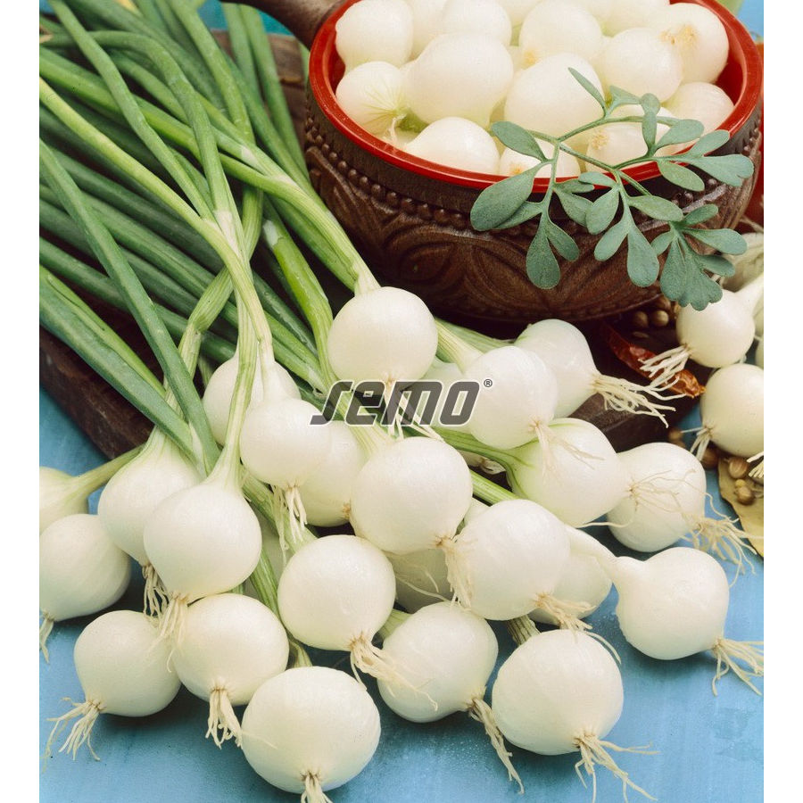 Cibuľa jarná POMPEI 1,6 g SEMO detail