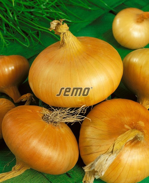 Cibuľa jarná Štutgartská 2 g SEMO - Image 2
