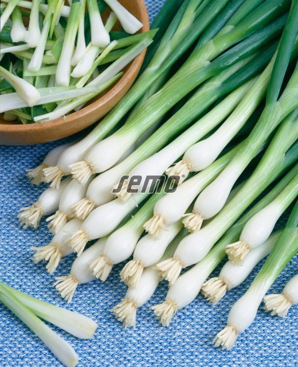 Cibuľa zimná Gerda 2 g SEMO - Image 2