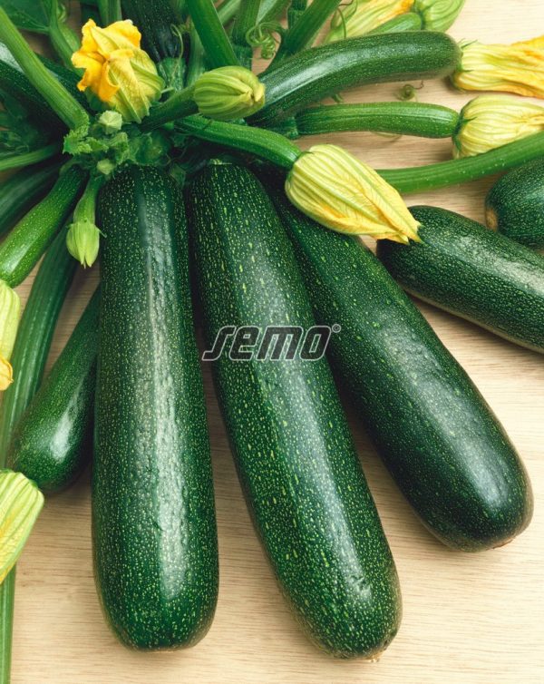Cuketa Startgreen F1 1,5 g SEMO - Image 2