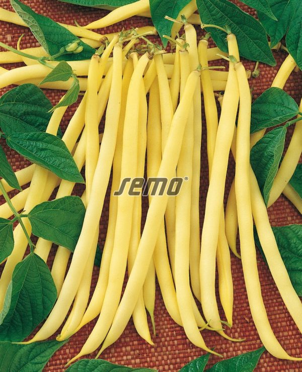 Fazuľa kríčková BERGGOLD 20 g SEMO - Image 2