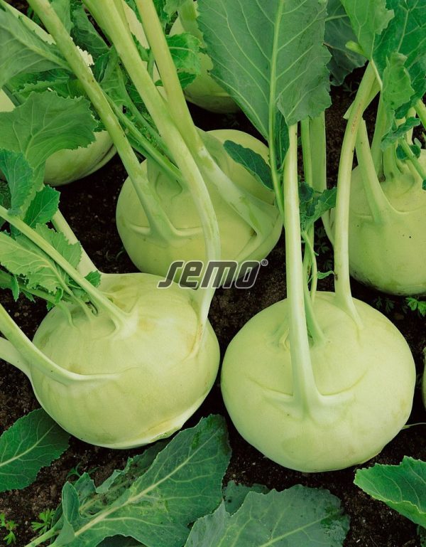 Kaleráb biely DVORANA 0,8 g SEMO - Image 2