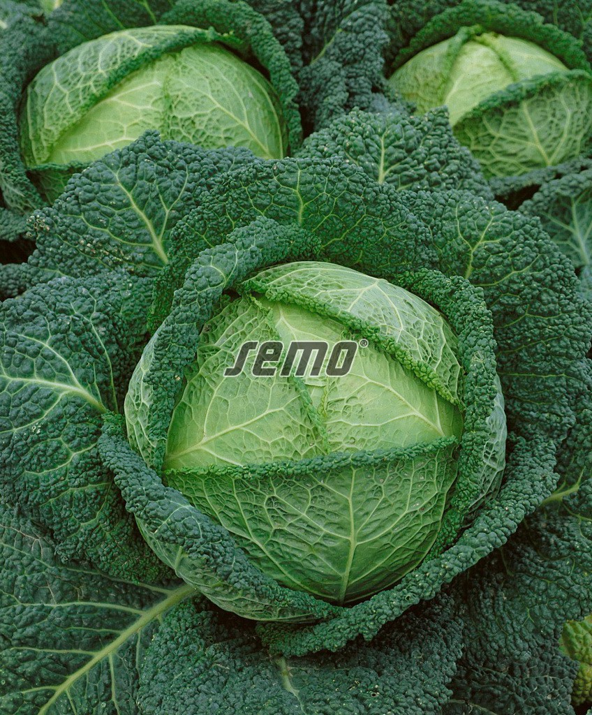 Kel hlávkový VERTUS 2 1 g SEMO detail