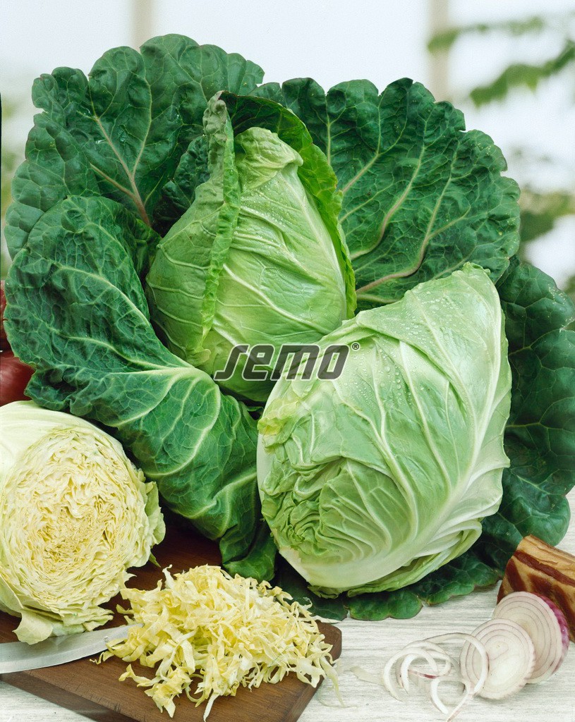 Kel hlávkový skorý PREDZVĚSŤ 1 g SEMO detail