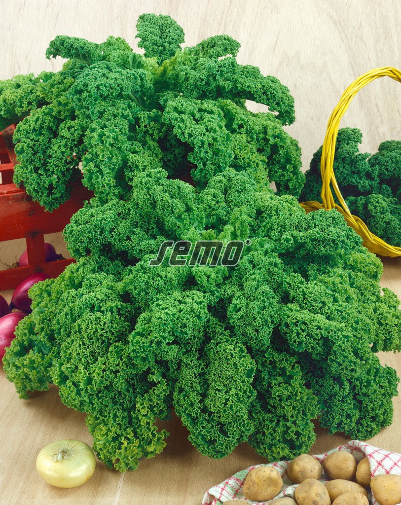 Kel kučeravý HALBHOHER GRUNER KRAUSER 1 g SEMO detail