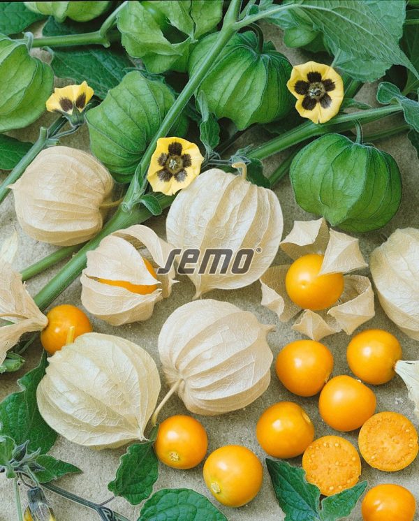 Machovka peruánska INKA 0,2 g SEMO - Image 2