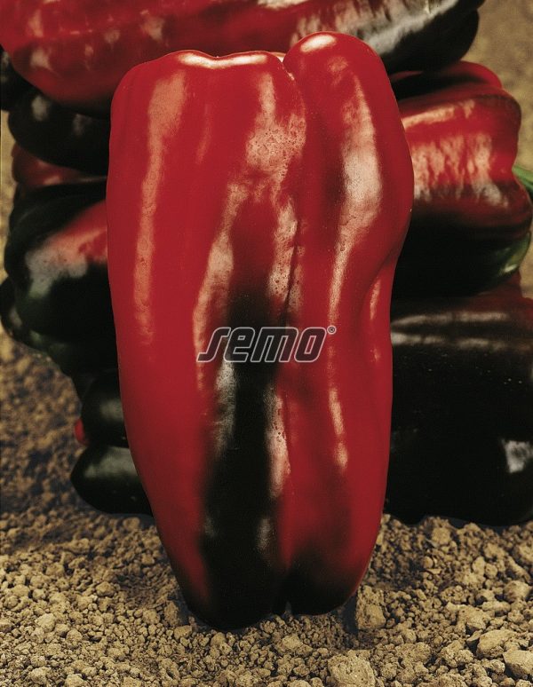 Paprika sladká ALCEO F1 15 s. SEMO - Image 2