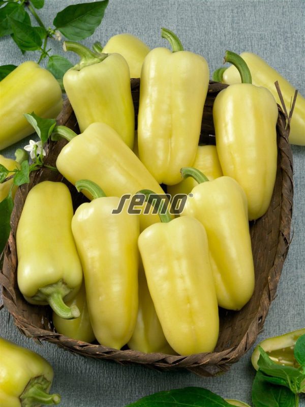 Paprika sladká AMYKA F1 15 sem. SEMO - Image 2