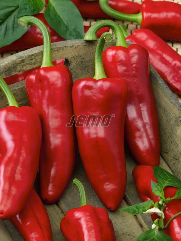 Paprika sladká RADMILA F1 15 sem. SEMO - Image 2