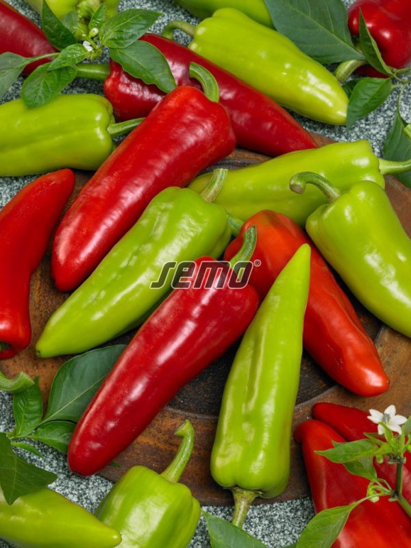 Paprika štipľavá DRÁKY F1 15 sem. SEMO - Image 2