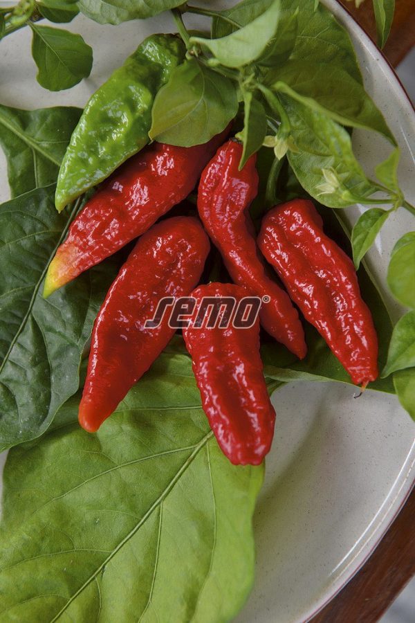 Paprika štipľavá NAGA MORICH 15 sem. SEMO - Image 2
