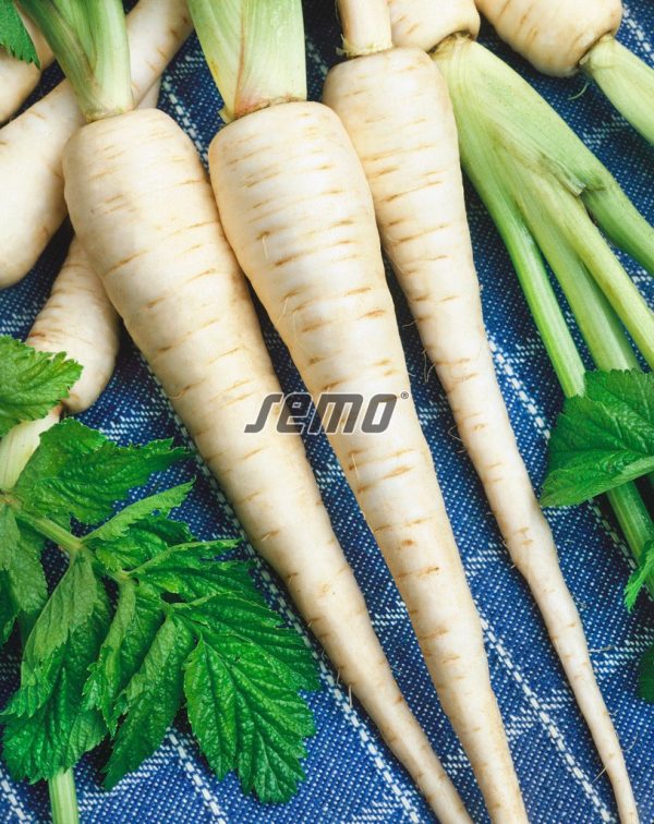 Paštrnák Dlouhý bílý 2 g SEMO - Image 2