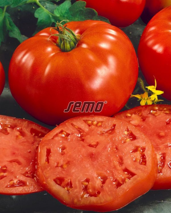 Rajčiak kríčkový PAVLÍNA 1 g SEMO - Image 2