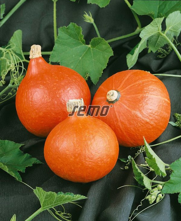 Tekvica HOKKAIDO ORANGE 1,5 g SEMO - Image 2