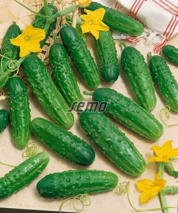 Uhorky nakladačky REGINA F1 2 g SEMO - Image 2