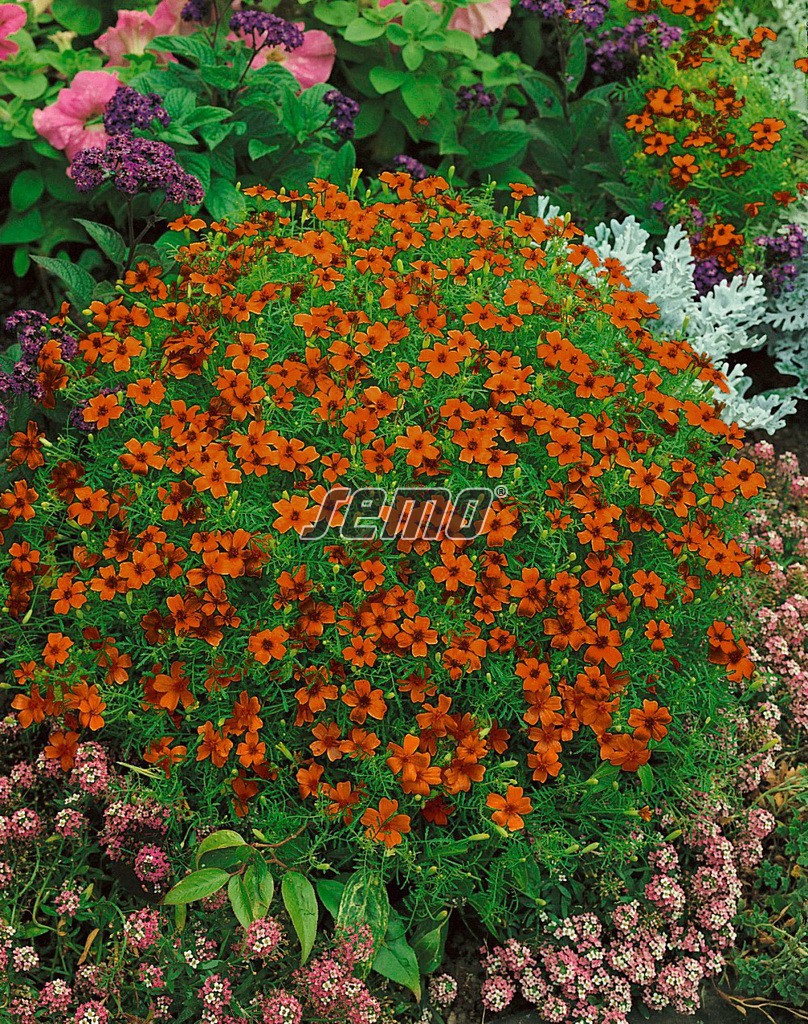 Aksamietnica drobnokvetá červená 0,2g SEMO detail