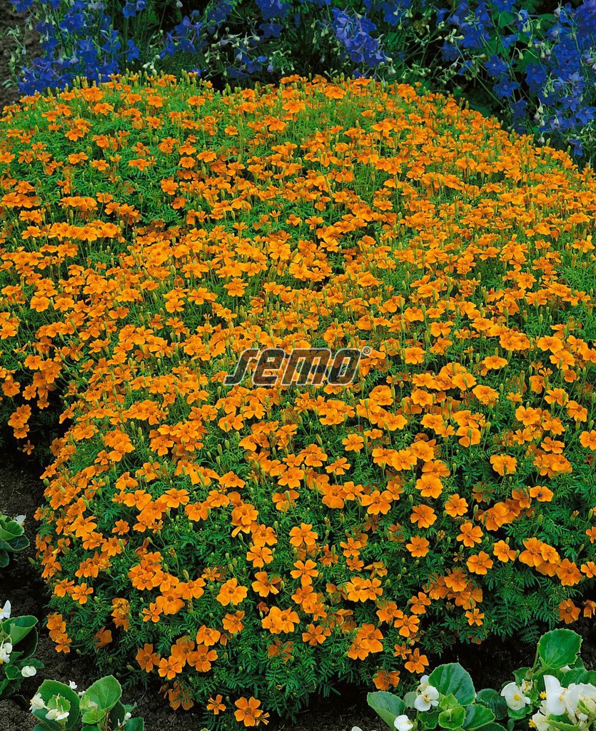 Aksamietnica drobnokvetá oranžová 0,2g SEMO detail