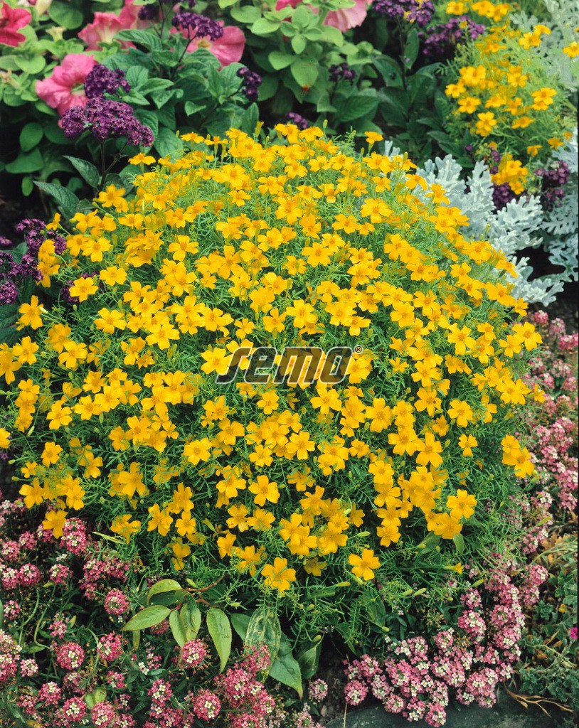 Aksamietnica drobnokvetá žltá 0,2 g SEMO detail 1