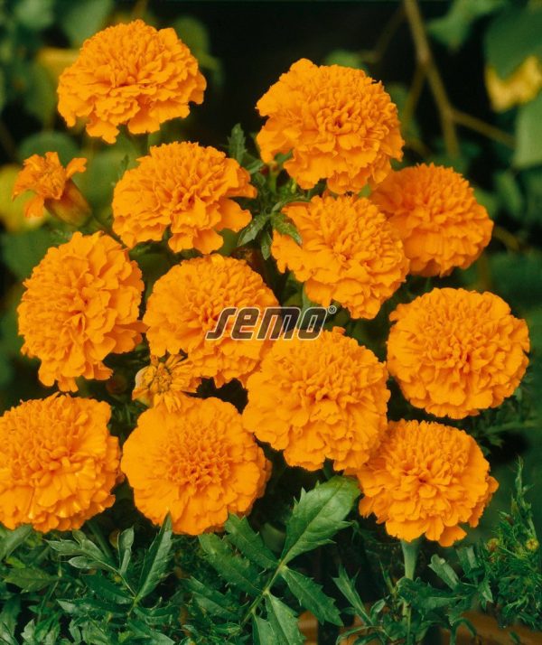 Aksamietnica rozložitá PETIT ORANŽOVÁ 1 g SEMO - Image 2