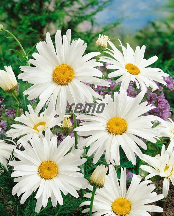 Margaréta veľkokvetá SHASTA DAISY 0,8 g SEMO - Image 2
