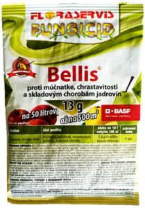 Bellis 13g
