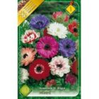 Anemone St.Brigid