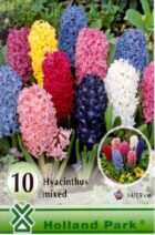 Hyacint mix veľké balenie