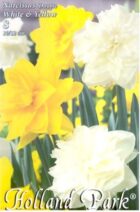 Narcis Duo Double white&Yellow