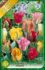 Tulipán Viridiflora mix