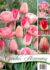 Tulipán kolekcia Pink tulips 18ks