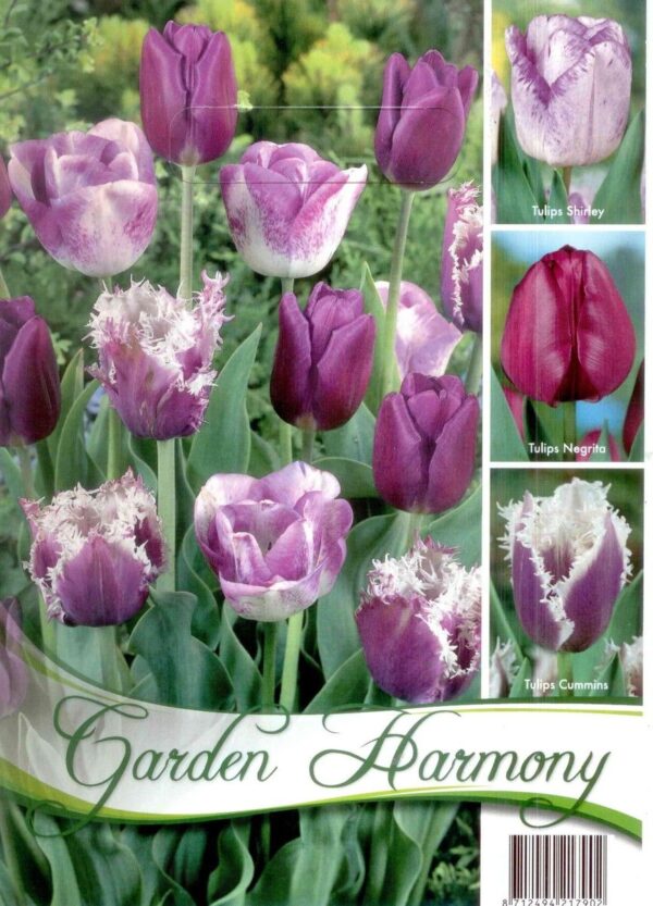 Tulipán kolekcia Purple tulips 18ks