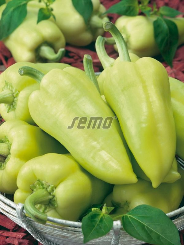 Paprika sladká SLOVANUS F1 15s. SEMO