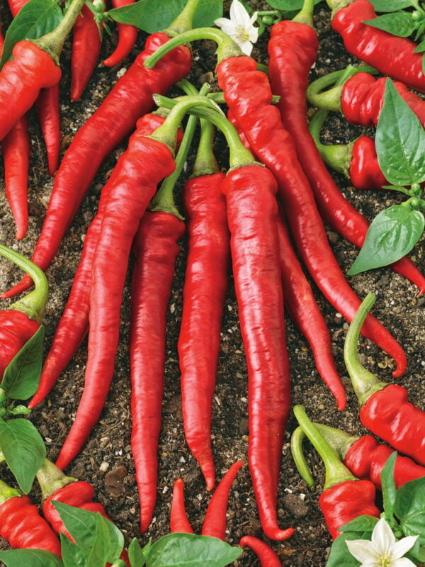 Paprika koreninová ŽITAVA 0,6 g SEMO - Image 3