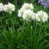 Agapanthus biely