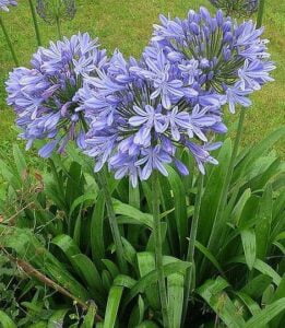 Agapanthus modrý