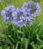 Agapanthus modrý