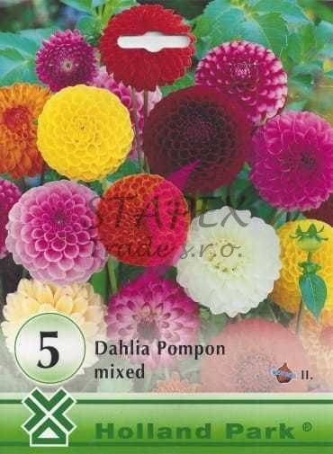 Georgína Pompon mix