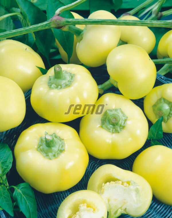 Paprika jabĺčková sladká JABLINA F1 15s SEMO - Image 2