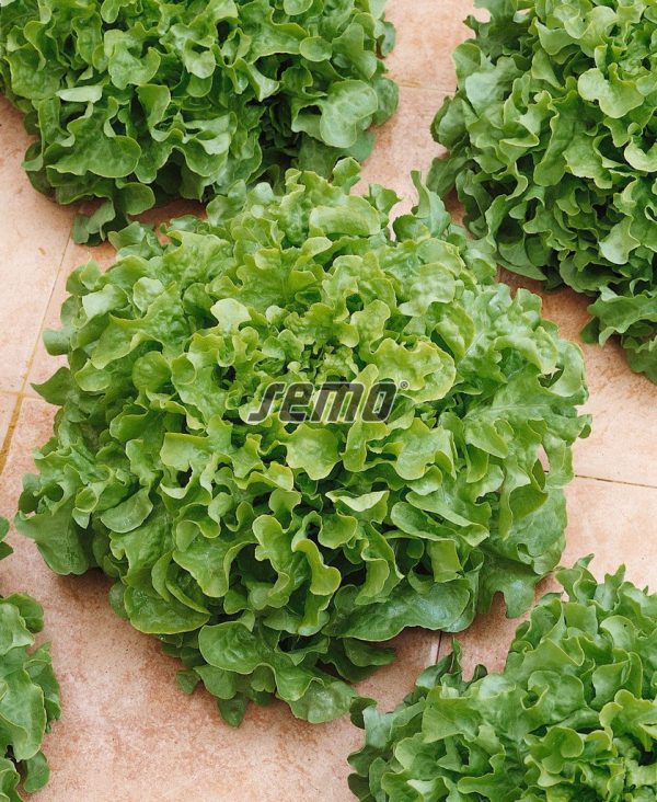 Šalát listový BOWL zmes farieb 0,6 g SEMO - Image 2