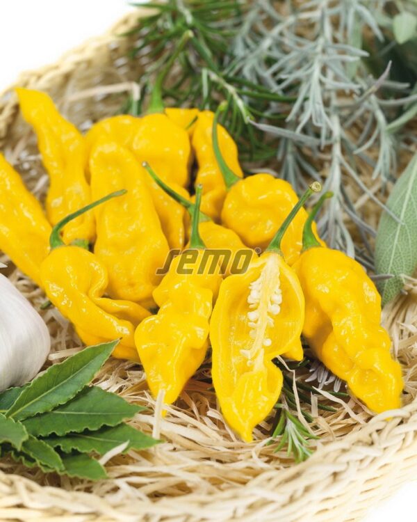 Paprika štiplavá Bhut Jolokia Yellow 15s. SEMO detail