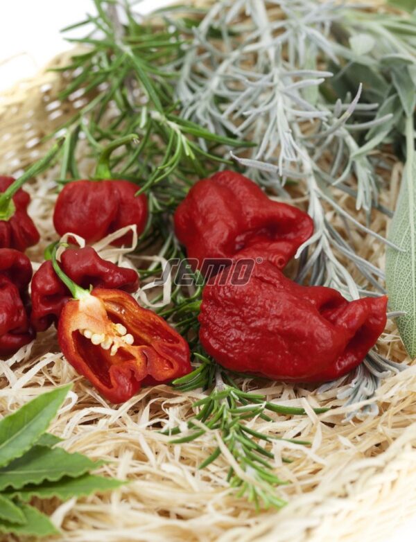 Paprika štiplavá Carolina Reaper 10s. SEMO - Image 3