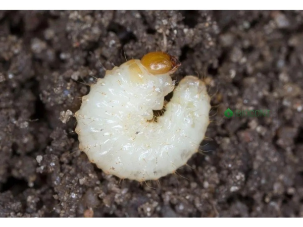 Larva nosánika