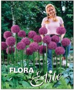 Cesnak okrasný Allium Globemaster