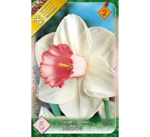 Narcis Large Cupped Salome 5ks