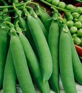 Hrach pravý OSKAR 250g Simon Seeds