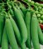 Hrach pravý OSKAR 250g Simon Seeds