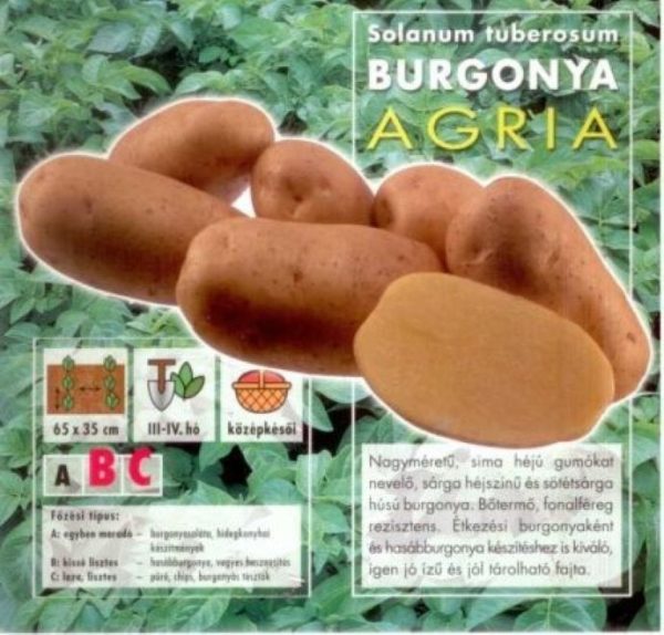 Bio zemiaky stredne neskoré AGRIA žlté 50 ks - Image 2