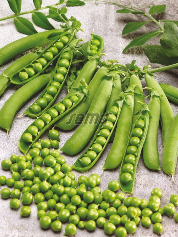 Hrach kolíkový CEDRIK 50 g SEMO - Image 2